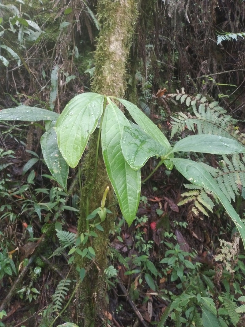Anthurium triphyllum photo 5