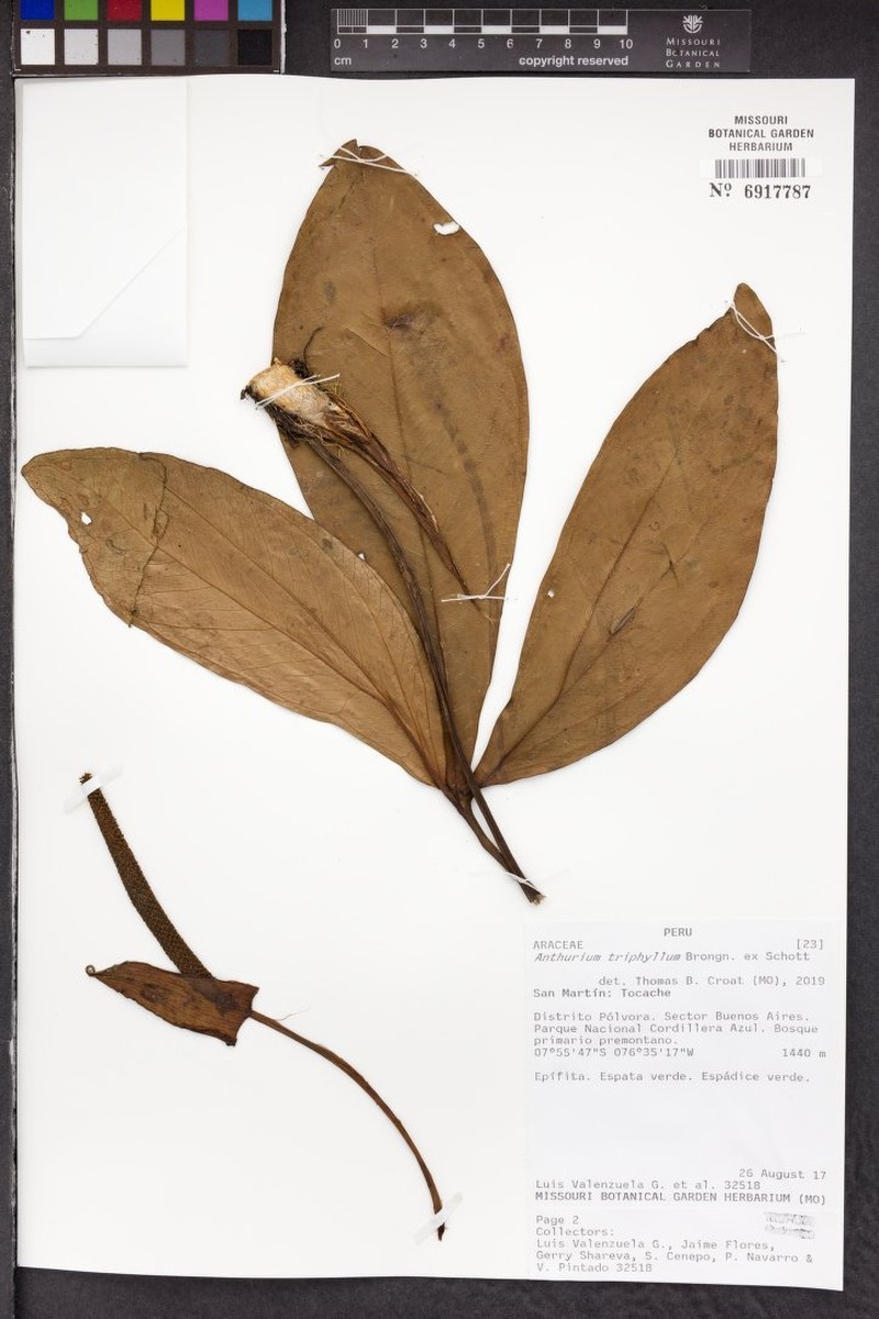 Anthurium triphyllum photo 6