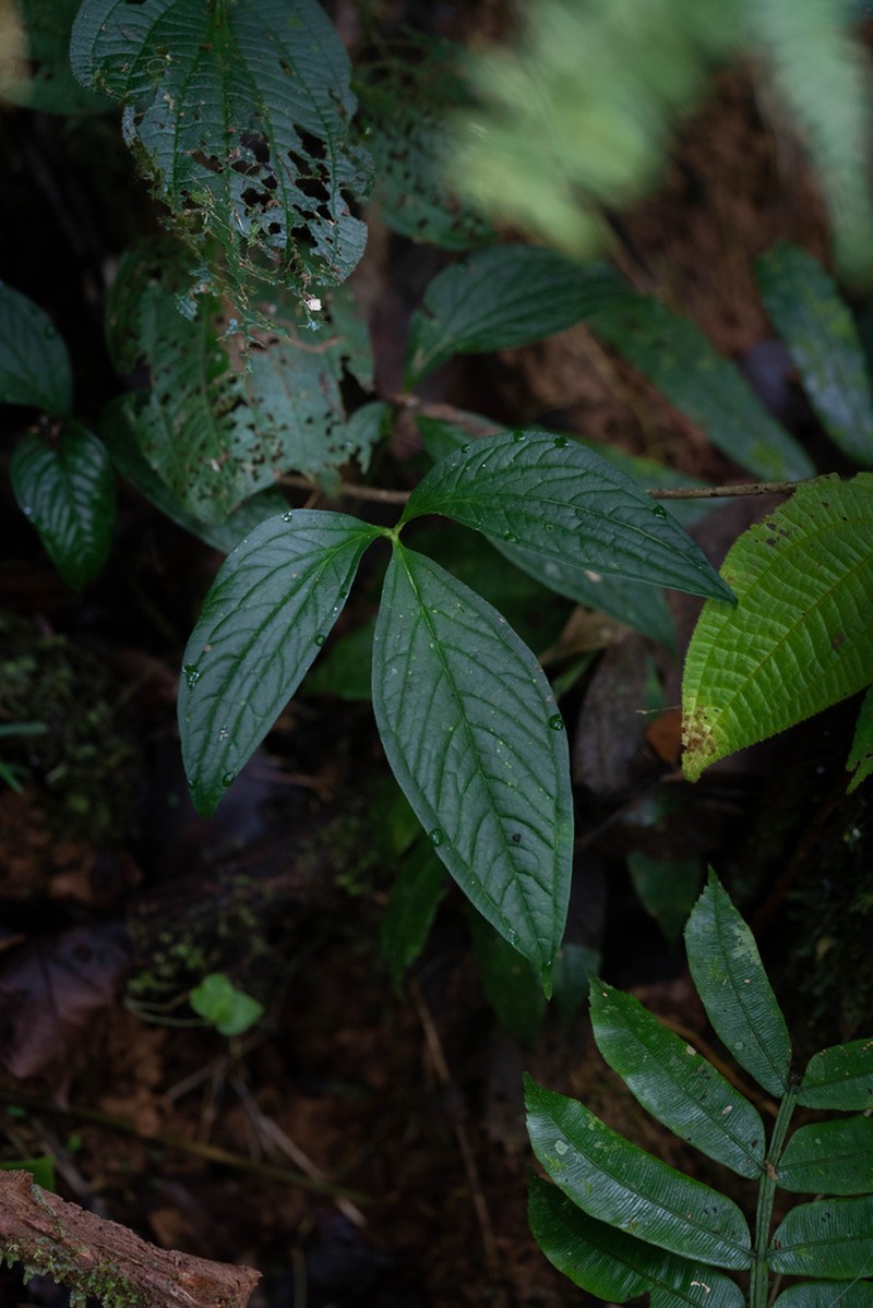 Anthurium trisectum