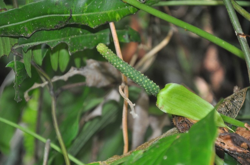 Anthurium trisectum photo 2