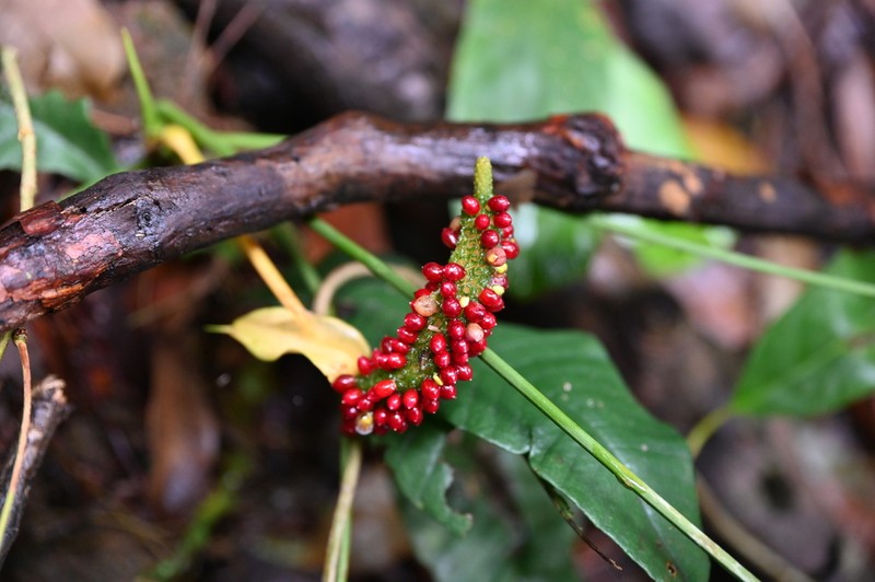 Anthurium trisectum photo 3