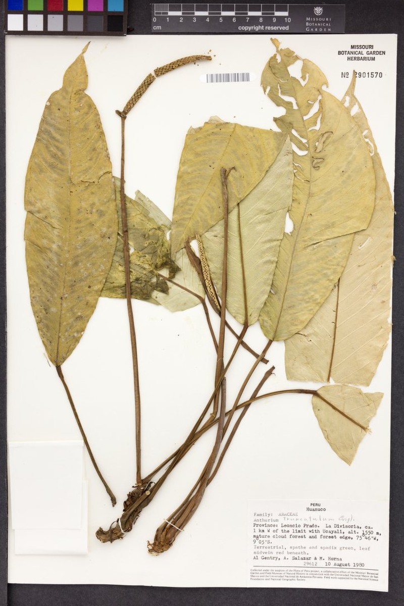 Anthurium truncatulum