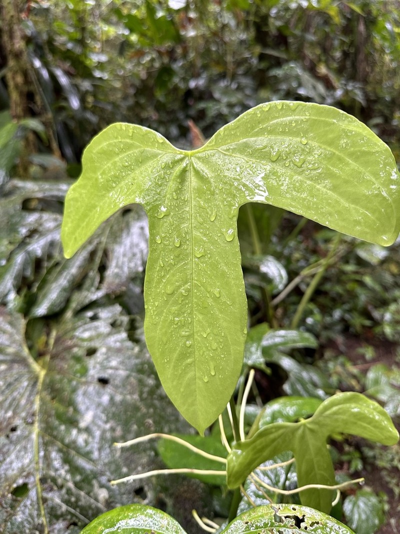 Anthurium truncicola