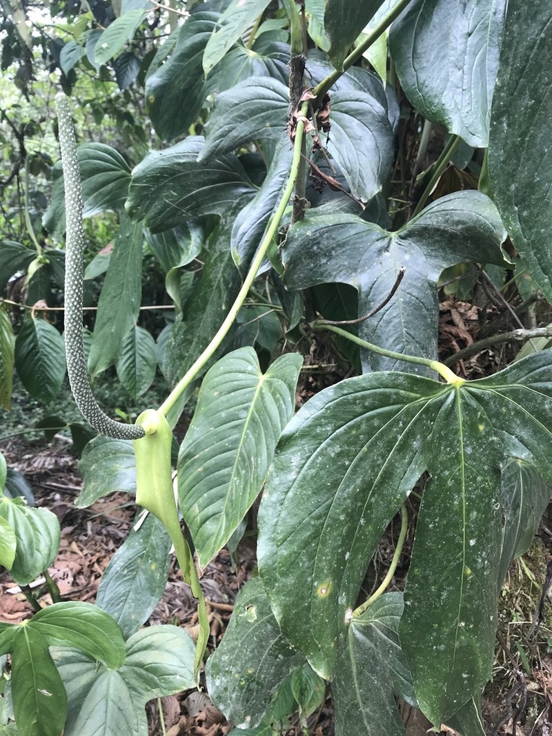 Anthurium truncicola photo 2