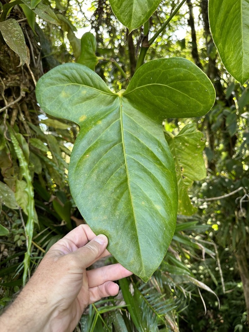 Anthurium truncicola photo 3