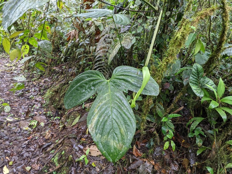 Anthurium truncicola photo 4