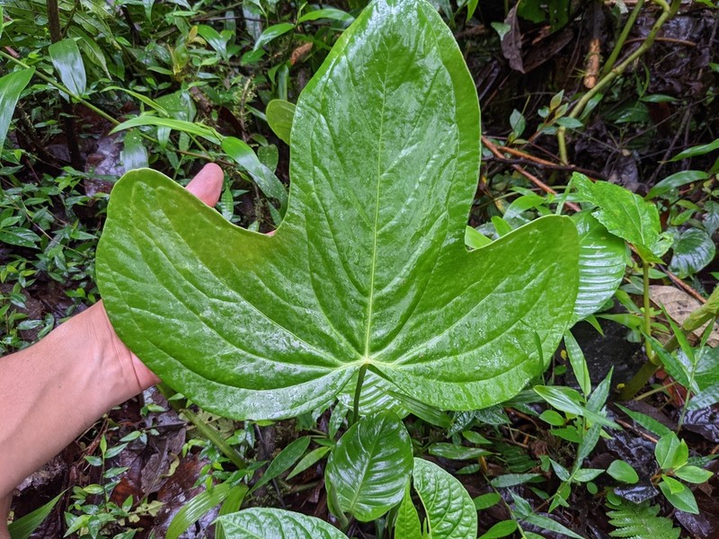 Anthurium truncicola photo 5
