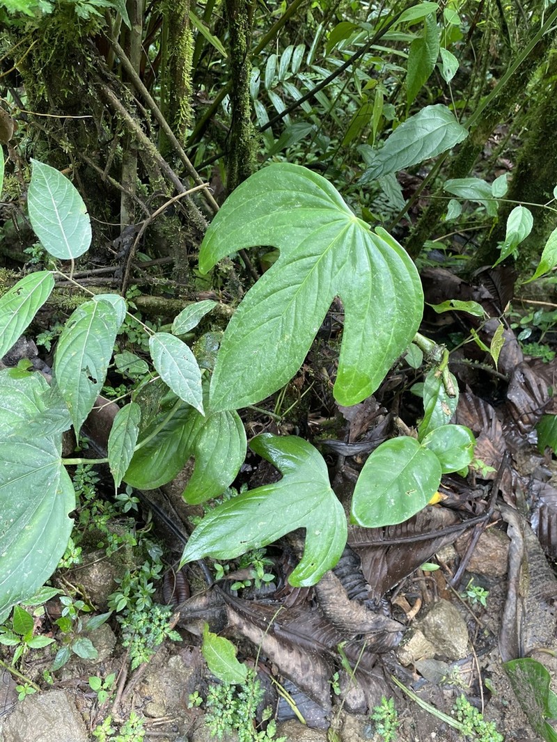Anthurium truncicola photo 6
