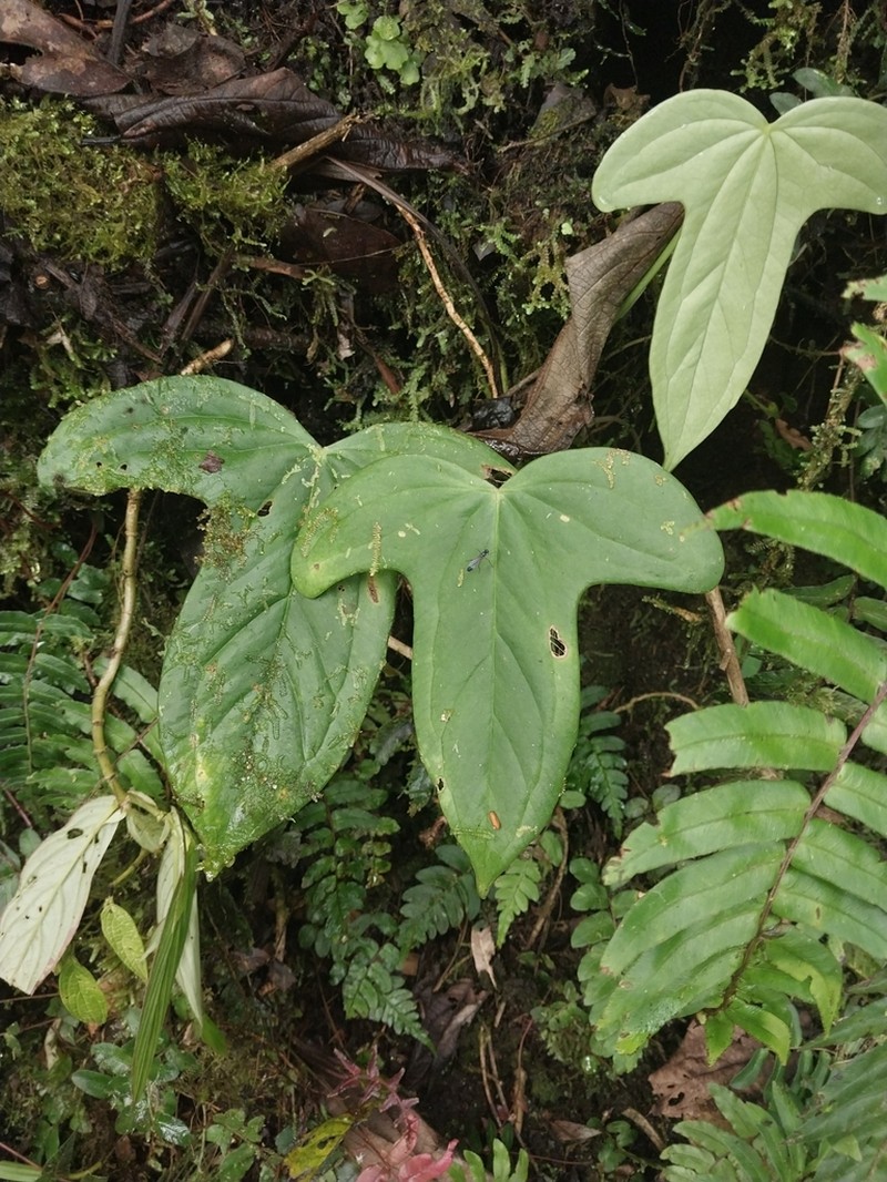 Anthurium truncicola photo 7
