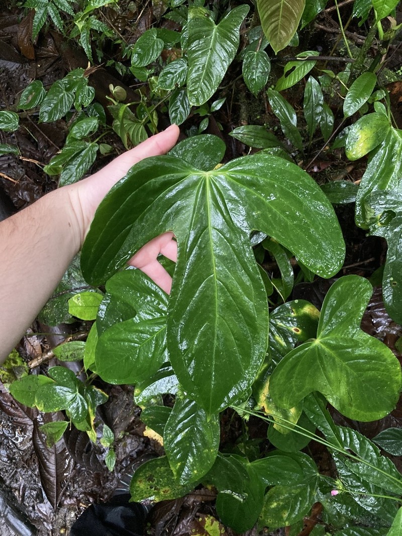 Anthurium truncicola photo 8