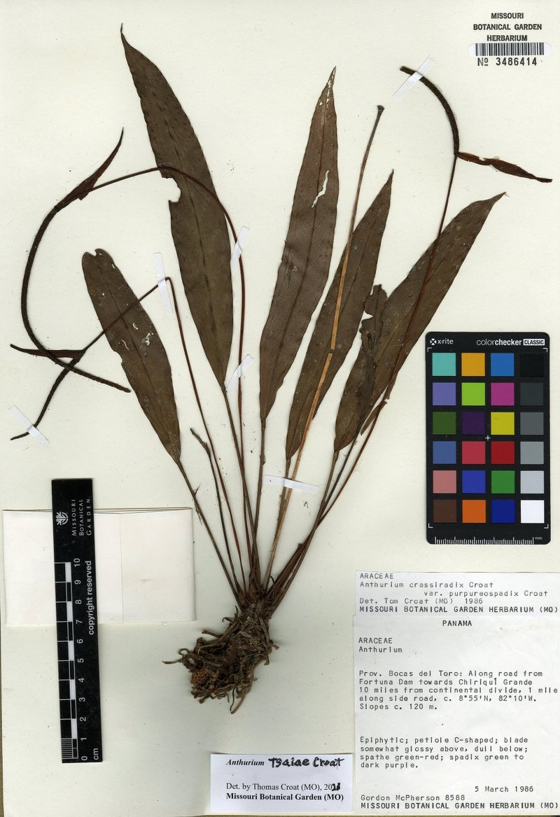 Anthurium tsaiae