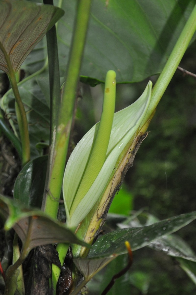 Anthurium tubualaense