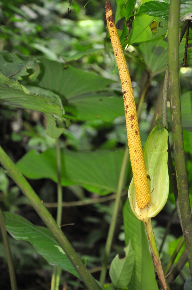 Anthurium tubualaense photo 4