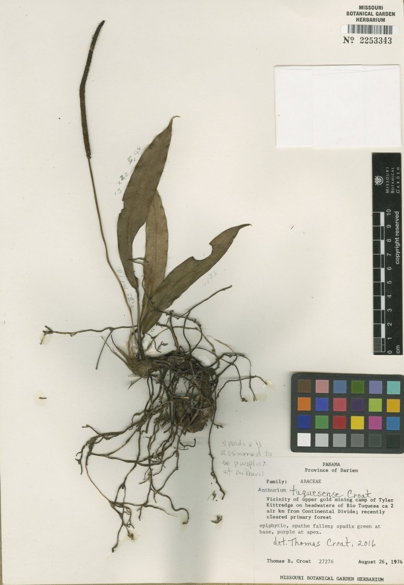 Anthurium tuquesense