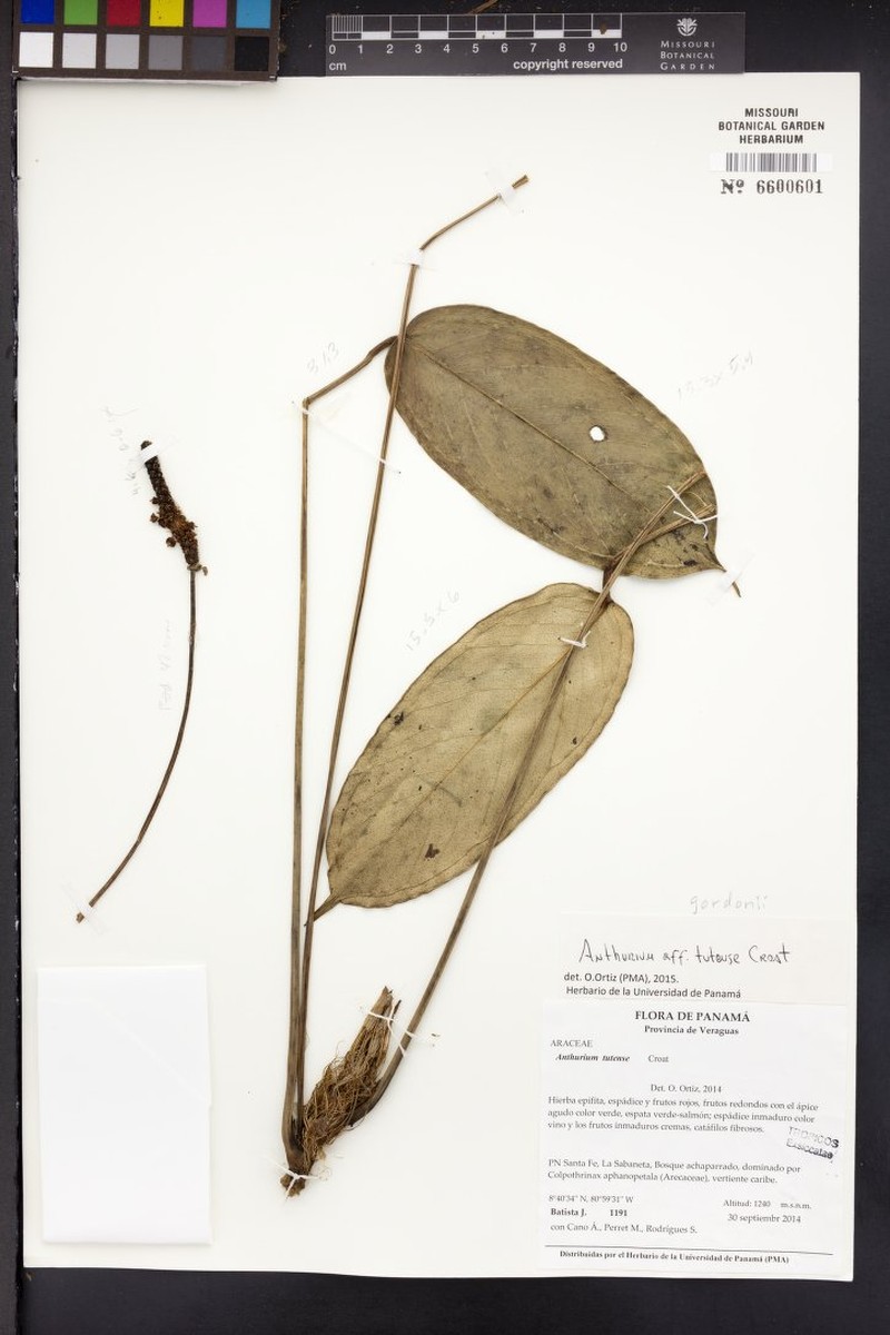 Anthurium tutense photo 2