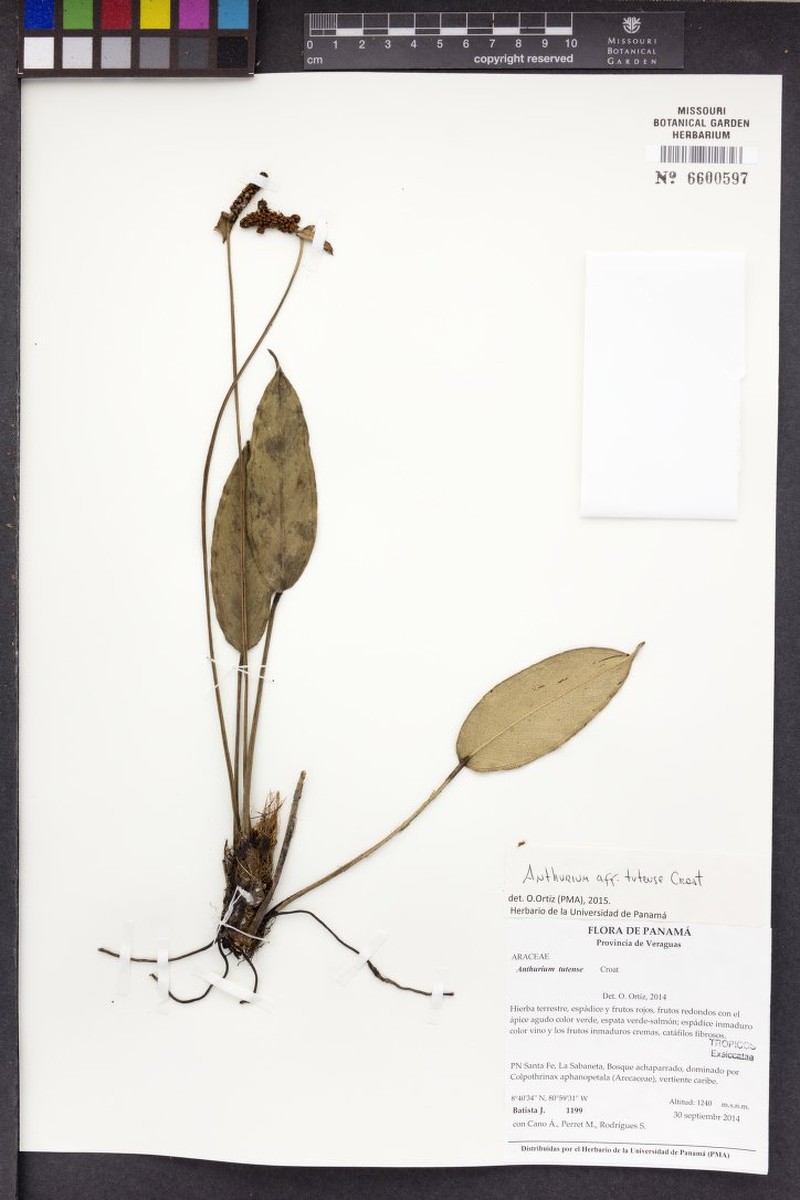 Anthurium tutense photo 3