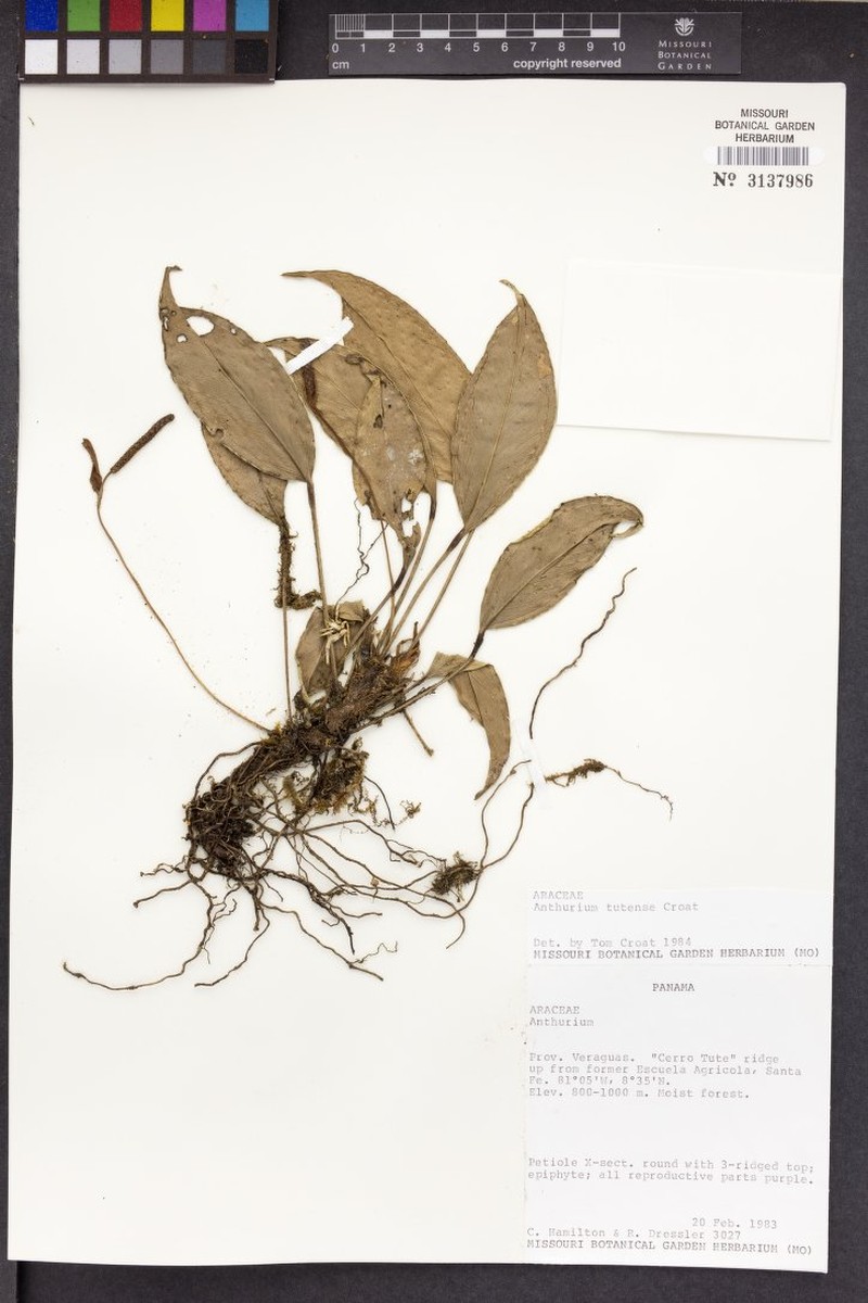 Anthurium tutense photo 4