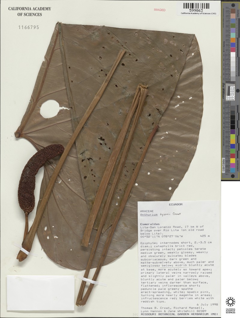 Anthurium tysonii photo 2