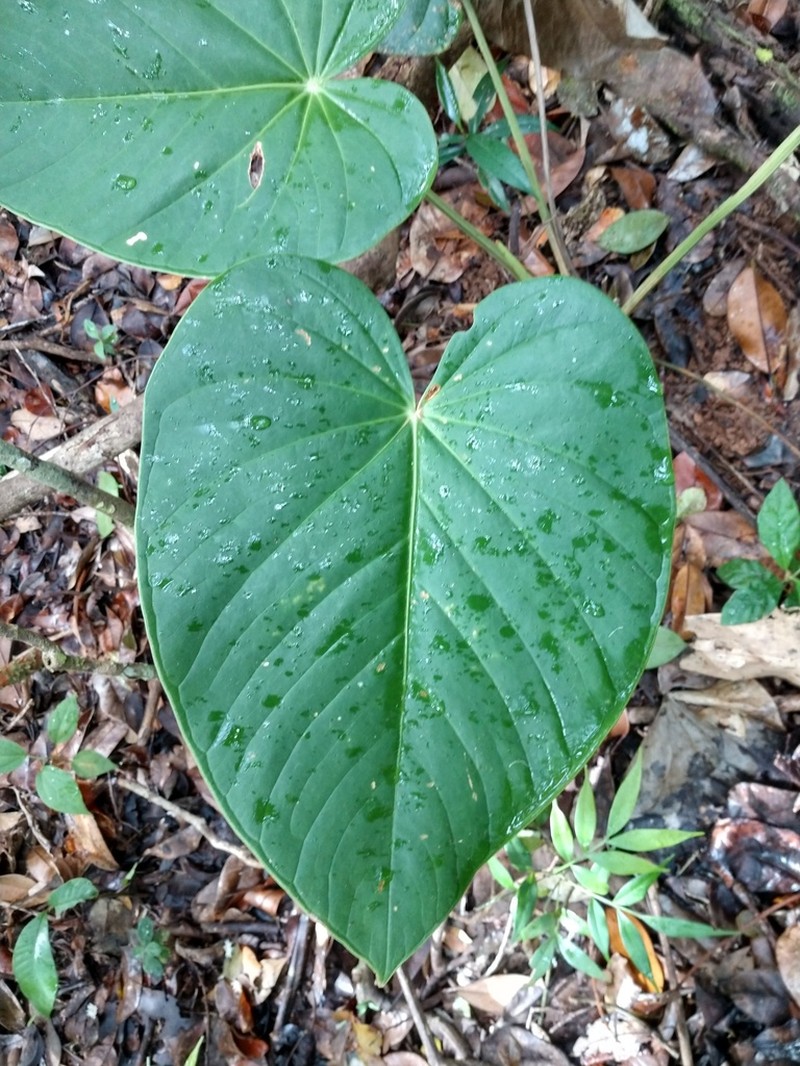 Anthurium tysonii