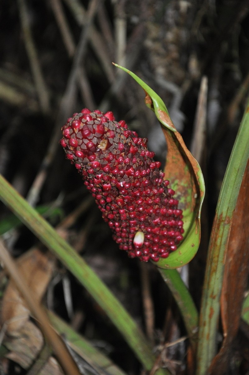 Anthurium tysonii photo 3
