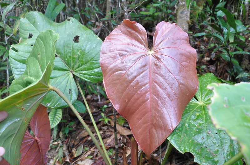 Anthurium tysonii photo 6