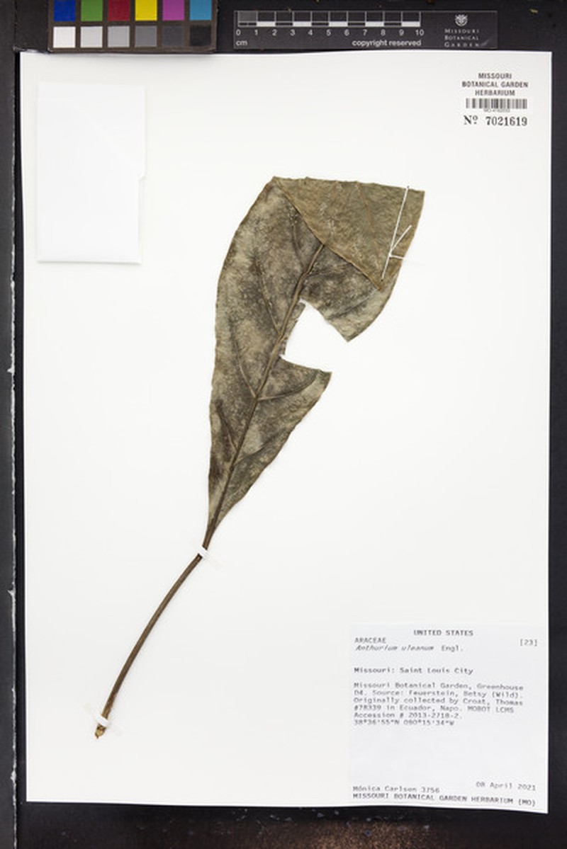 Anthurium uleanum photo 3