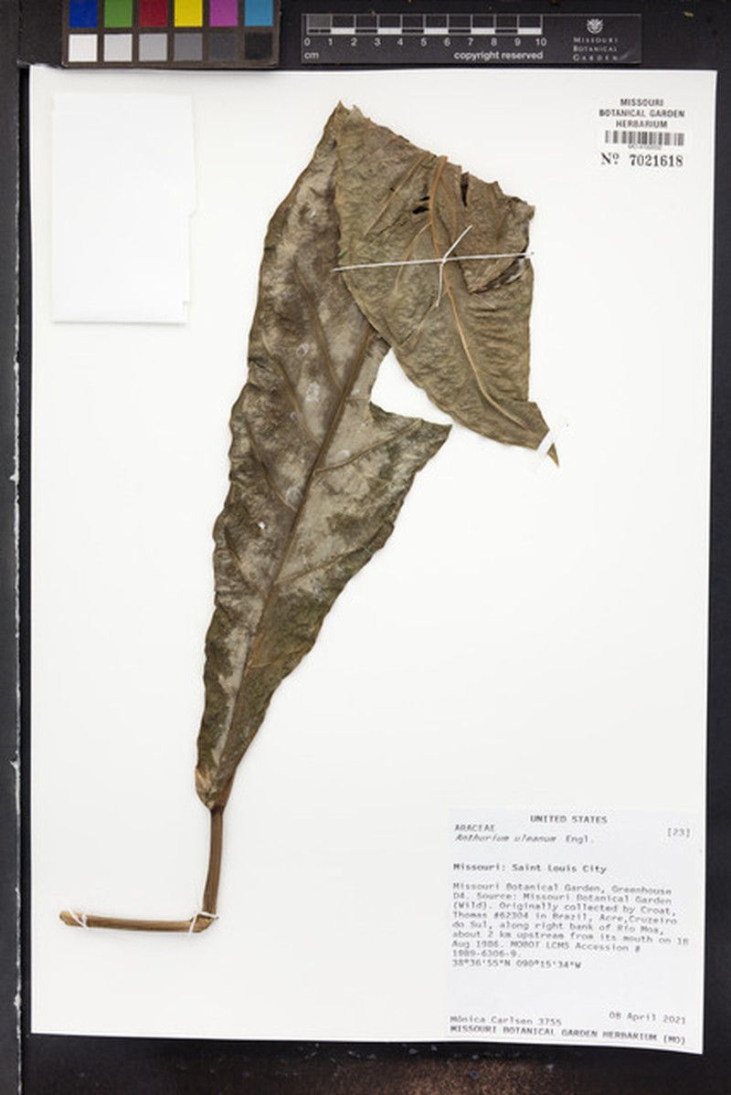 Anthurium uleanum photo 4