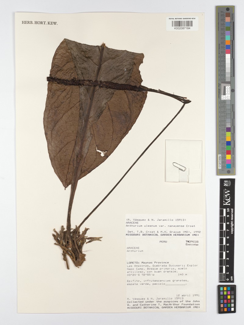 Anthurium uleanum var. nanayense