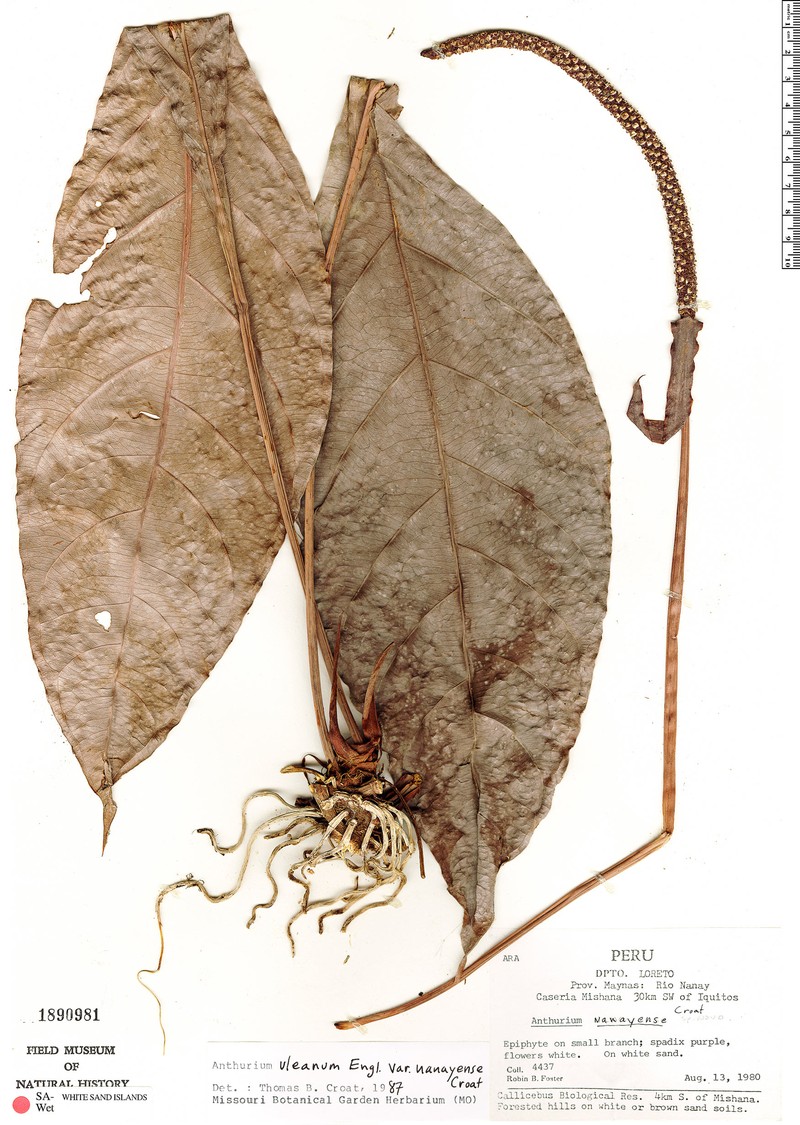 Anthurium uleanum var. nanayense photo 2