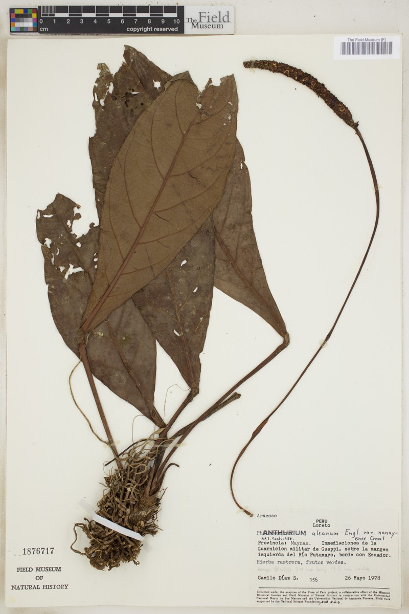 Anthurium uleanum var. nanayense photo 4