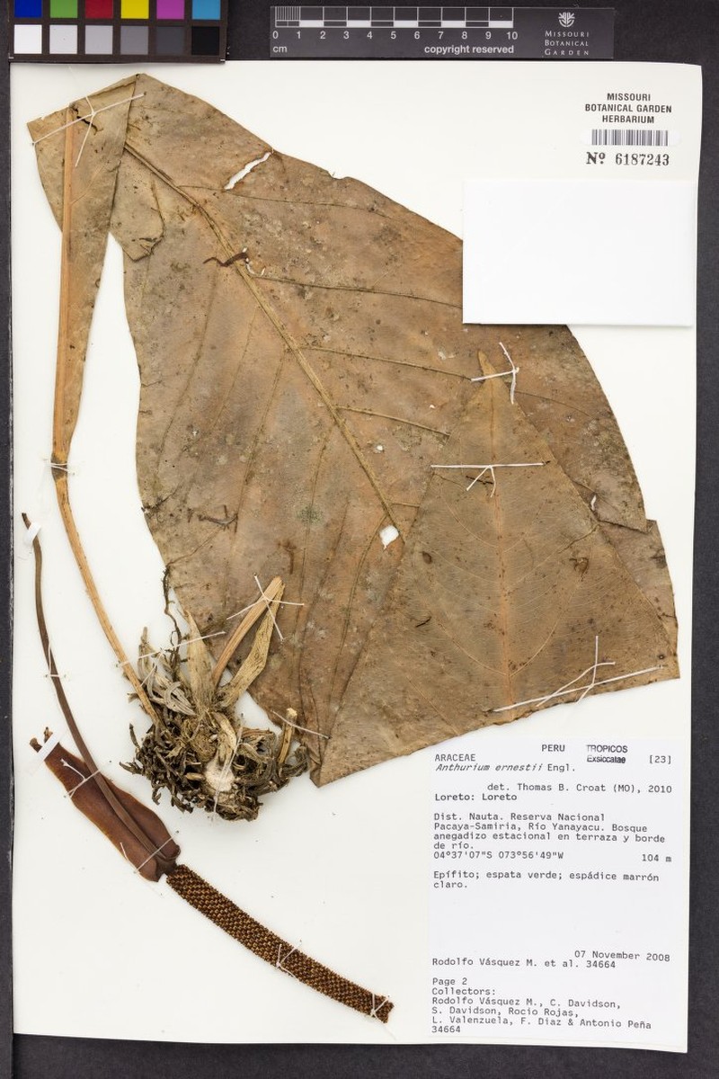 Anthurium uleanum var. uleanum