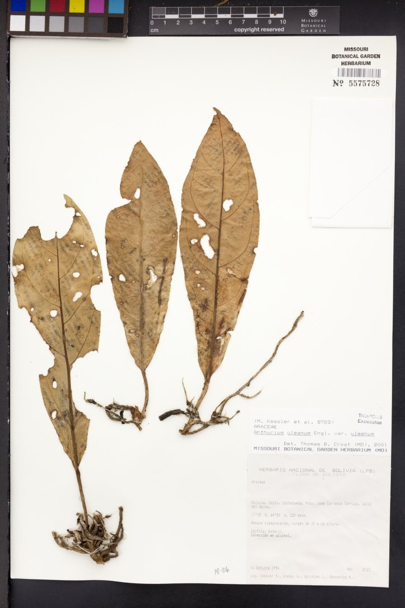 Anthurium uleanum var. uleanum photo 2