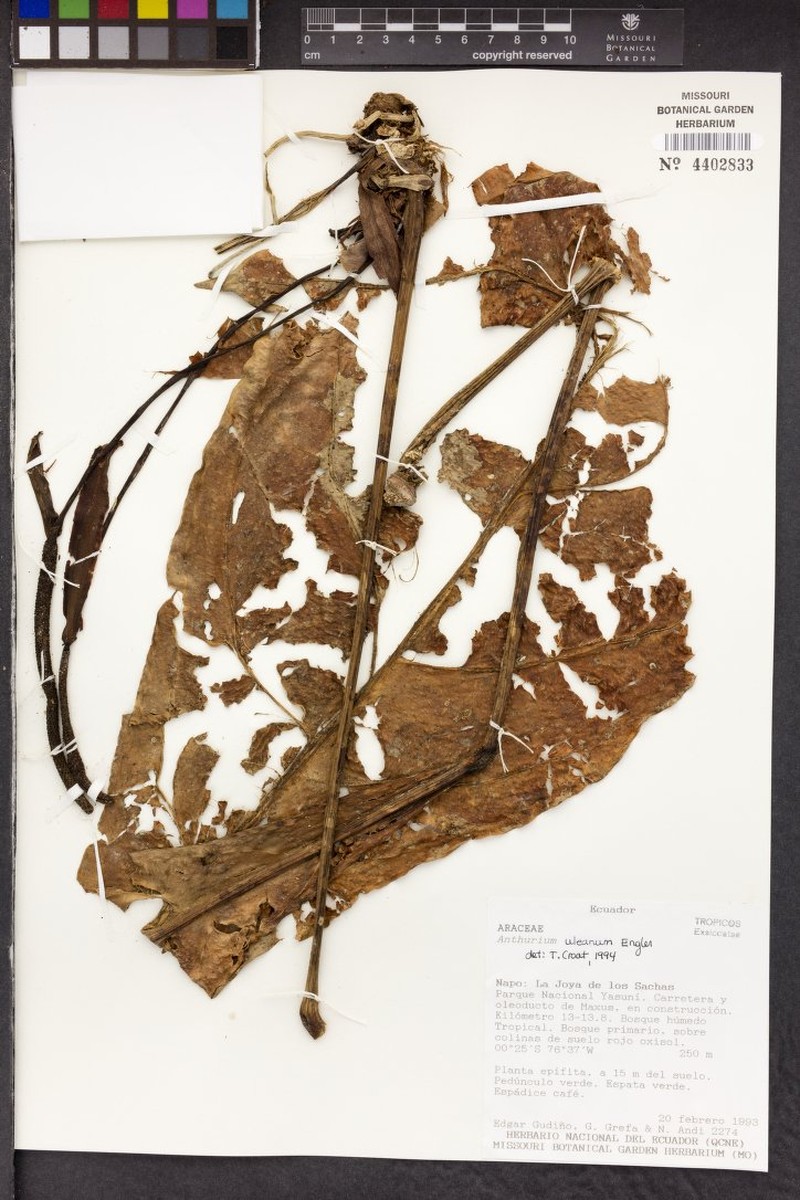 Anthurium uleanum var. uleanum photo 3