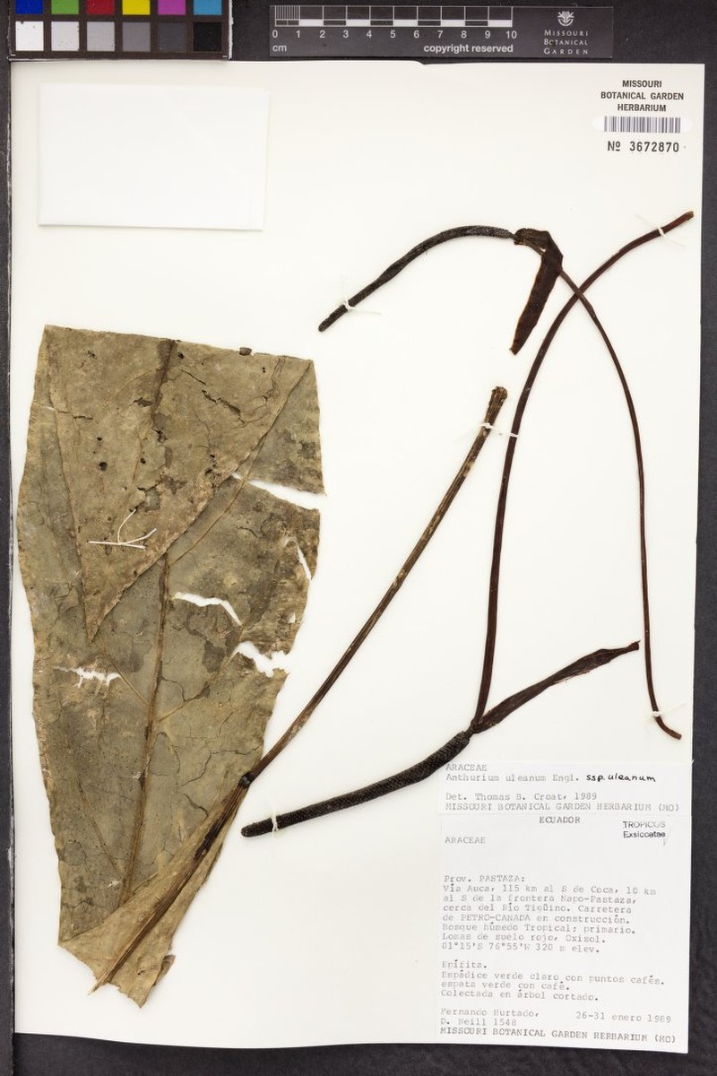 Anthurium uleanum var. uleanum photo 4