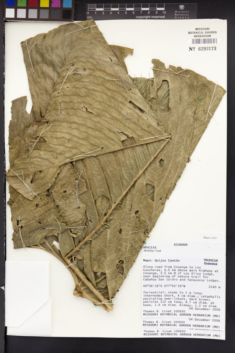 Anthurium umbraculum