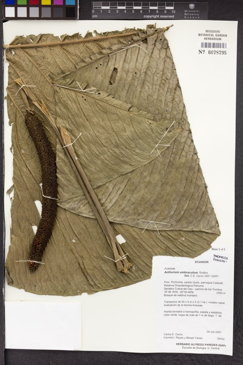 Anthurium umbraculum photo 2