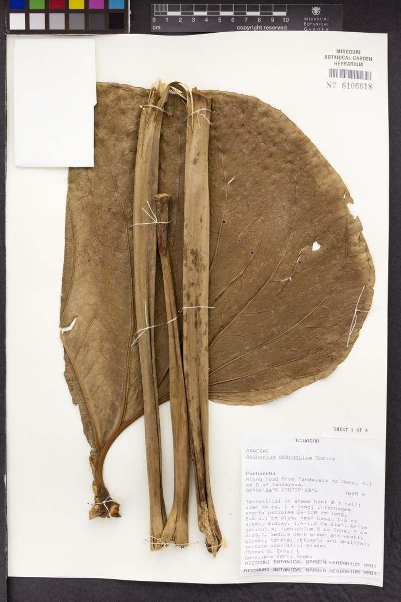 Anthurium umbraculum photo 3