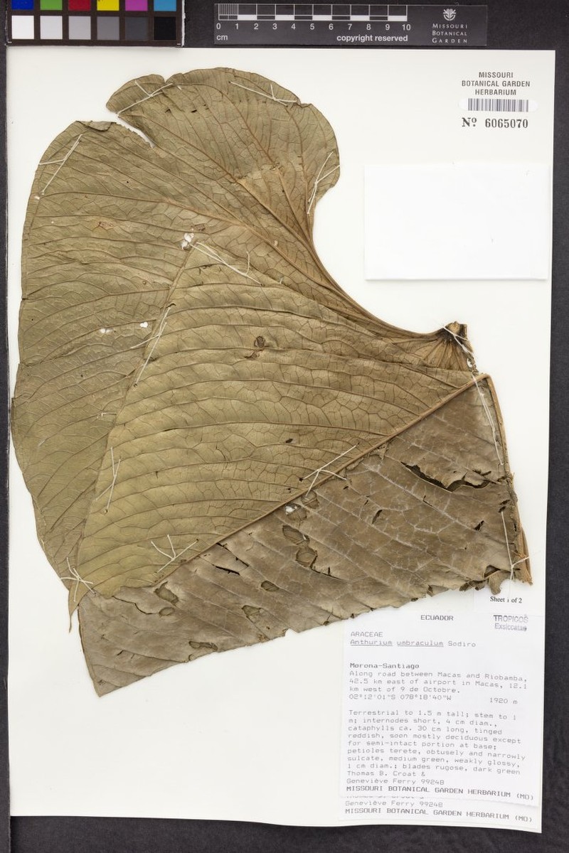 Anthurium umbraculum photo 4