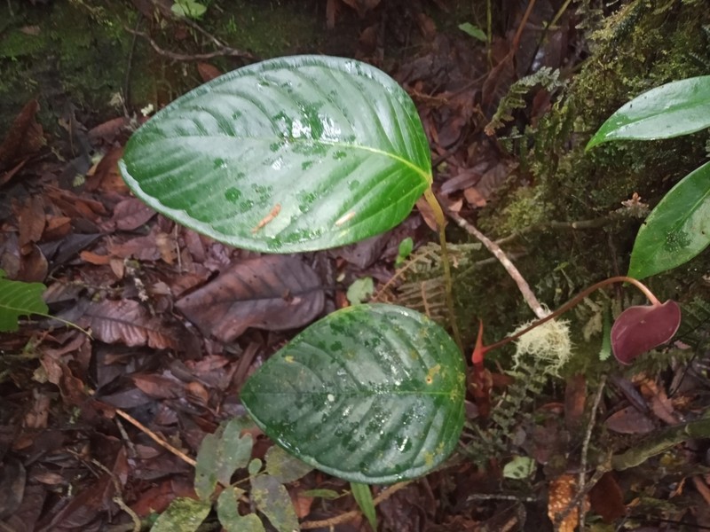 Anthurium umbricola