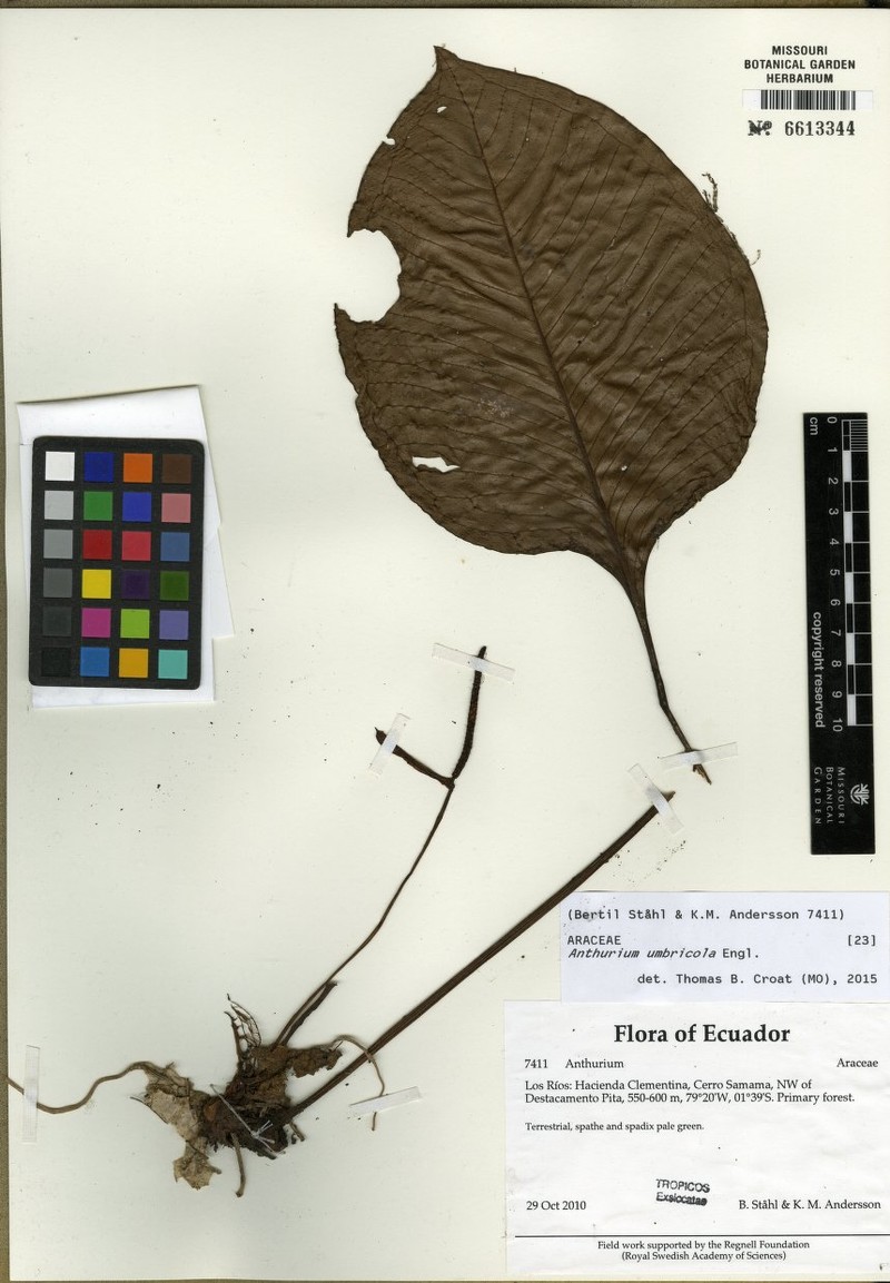 Anthurium umbricola photo 2