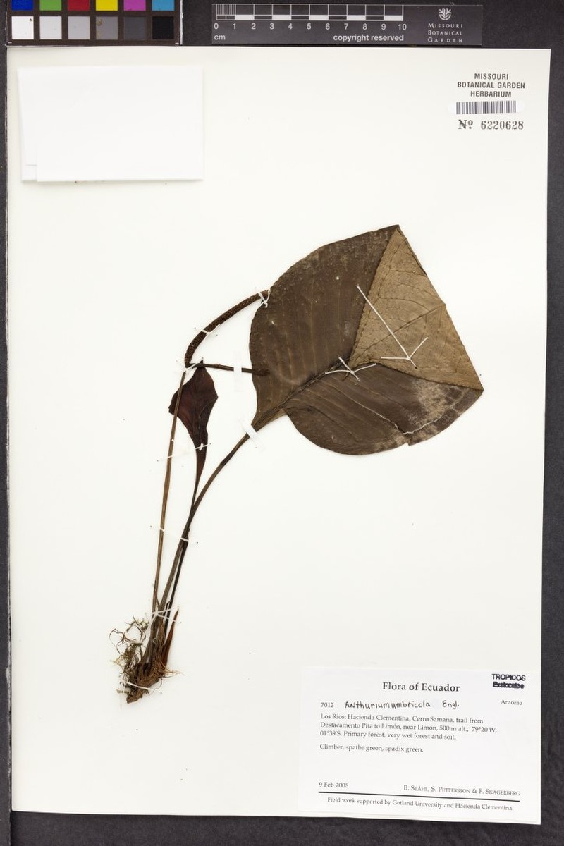 Anthurium umbricola photo 3