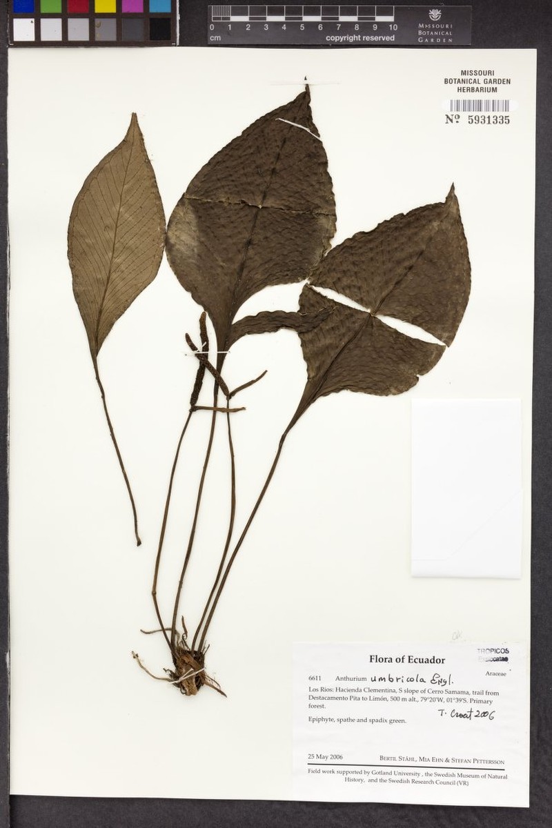 Anthurium umbricola photo 5