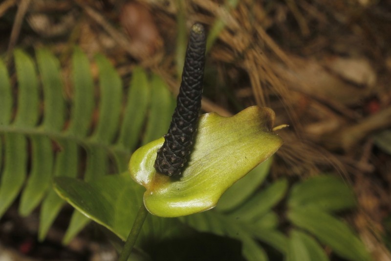 Anthurium umbrosum photo 3