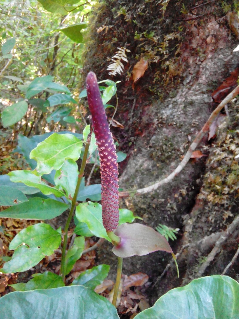 Anthurium umbrosum photo 5