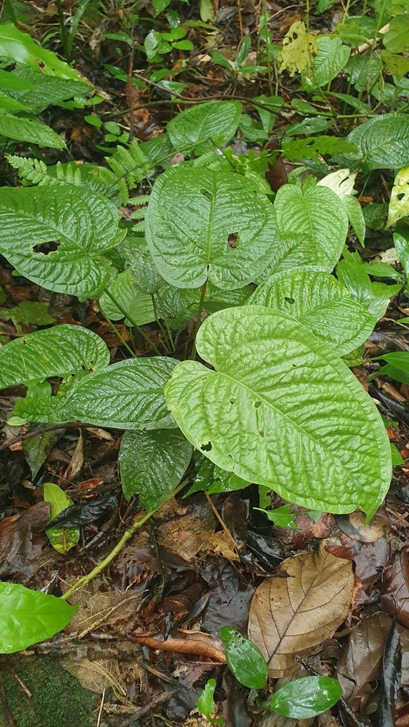 Anthurium unense