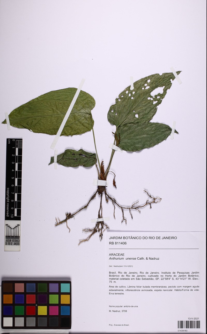 Anthurium unense photo 2