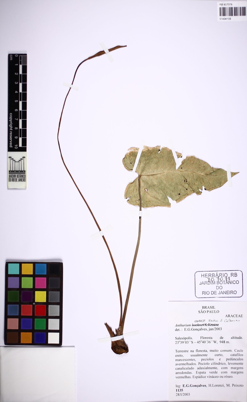 Anthurium unense photo 3