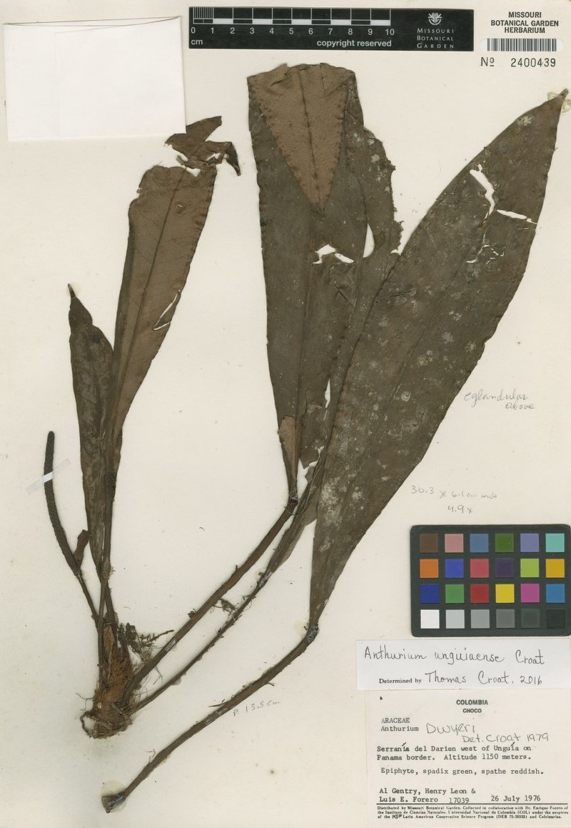 Anthurium unguiense