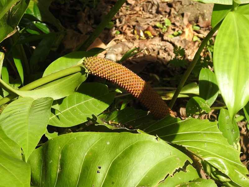 Anthurium upalaense