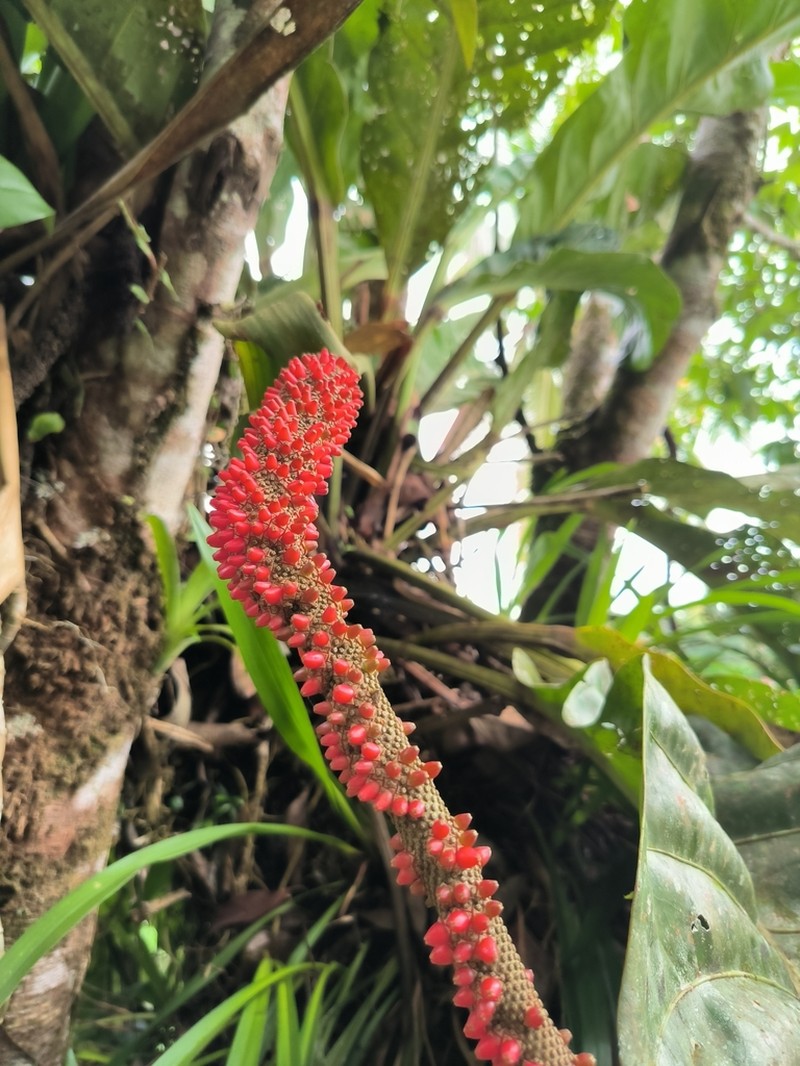 Anthurium upalaense photo 3